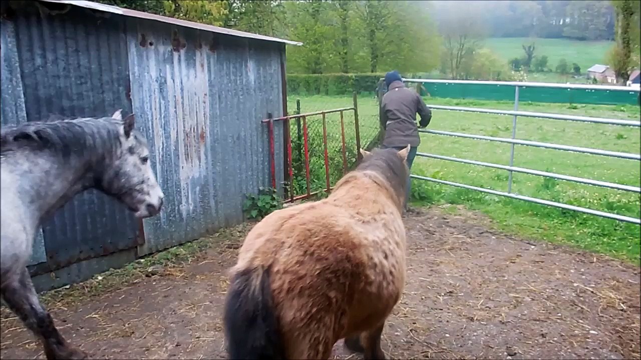 Sortie en pâture