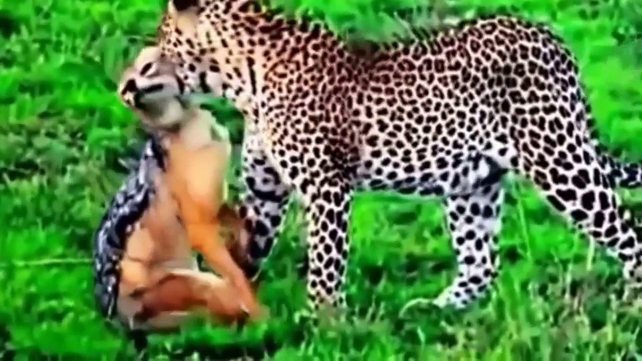 Animals Attack - Cats & Snakes Fighting Real Life - Animals Attack