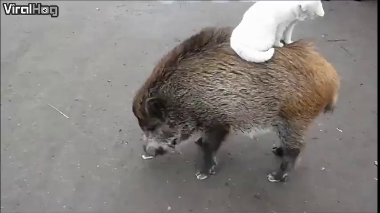 Amitié insolite entre un chat et... un sanglier. Les inséparables