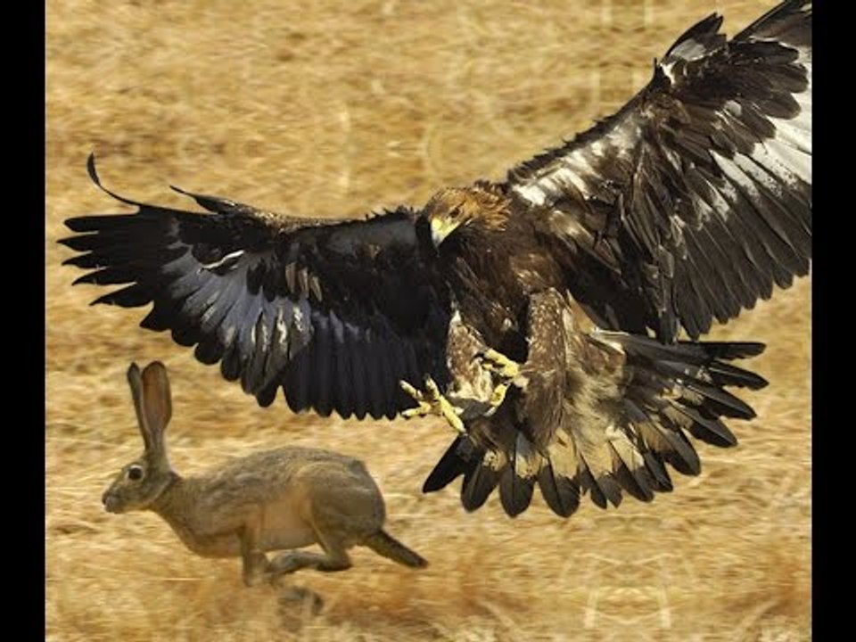 Eagle attacks Kangaroo