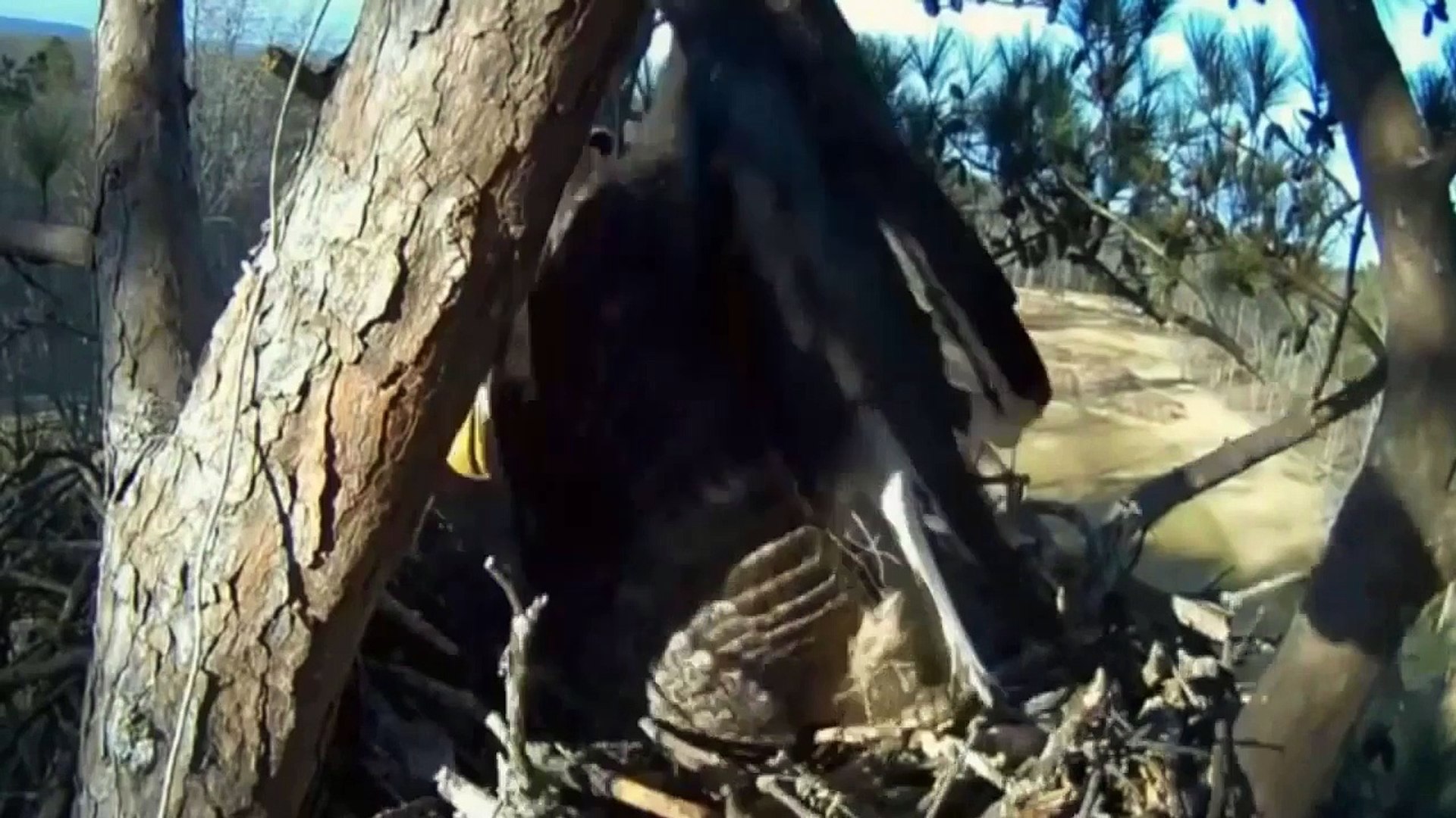 ⁣Animals Attack Compilation - When Animals Attack