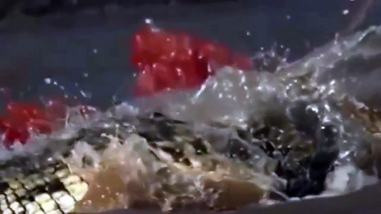 Animals Attack Compilation - Wild animals attack on the human - wild animal attack