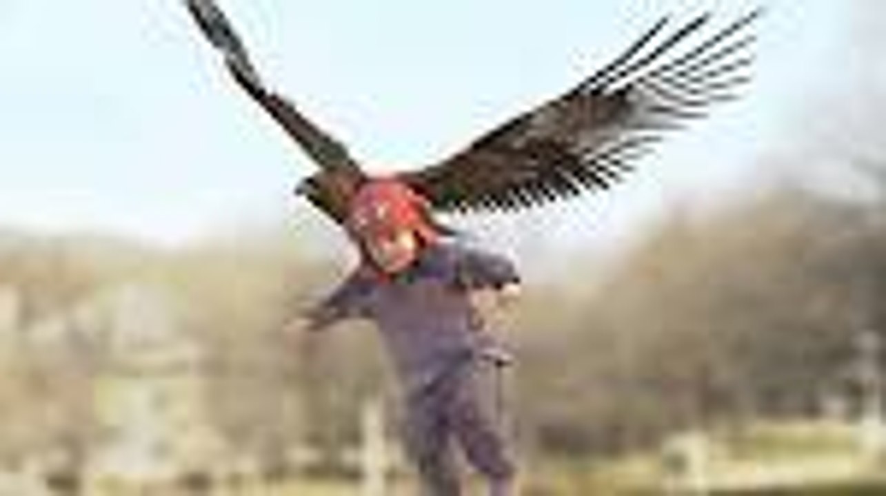 Golden Eagle snatches Kid