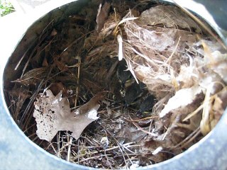 New tinyhatched birds  tital 4