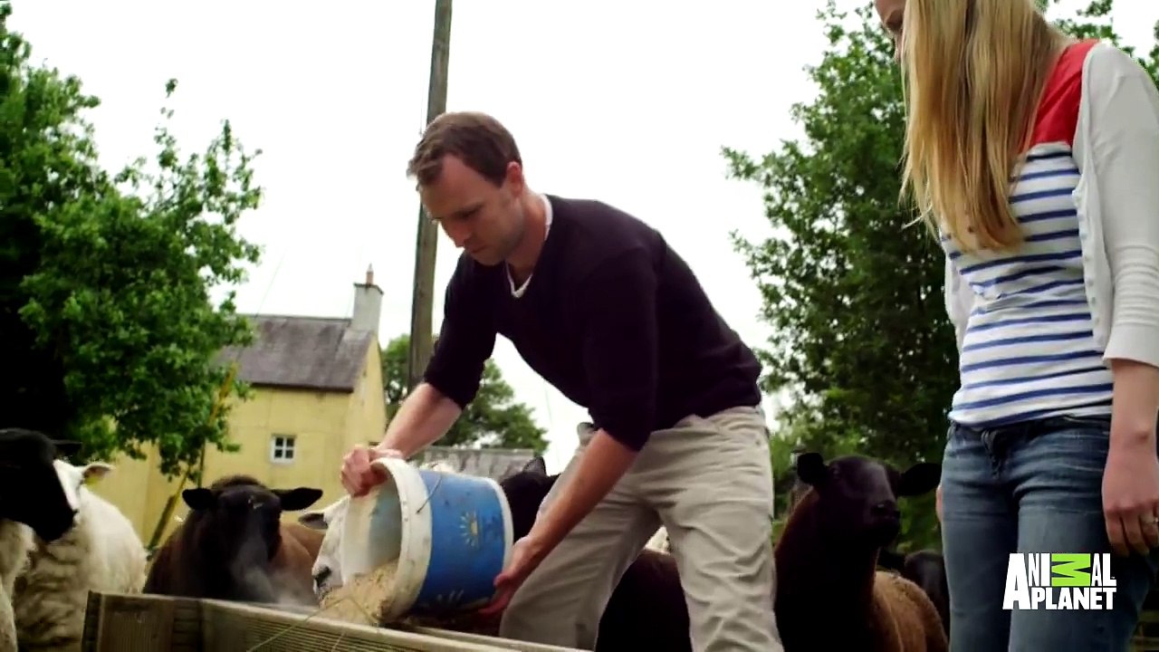 When Cat Went Missing Along With The Ducklings, They Feared The Worst. No One Expected What Happened Next…