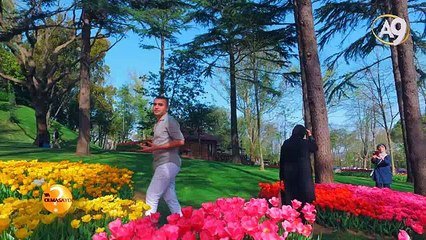 Bitkiler ne zaman çiçek açacaklarını nasıl bilirler?