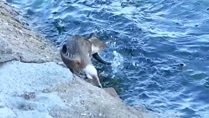 clever Cat hunting is Fish