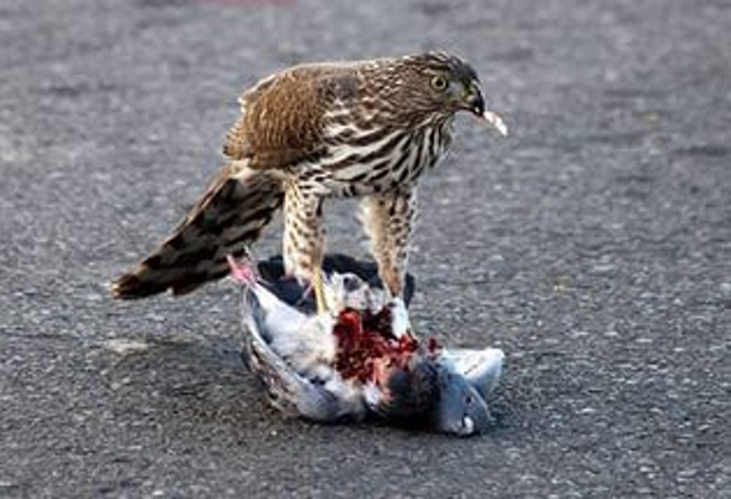 Hawk hunting Pigeon after eats