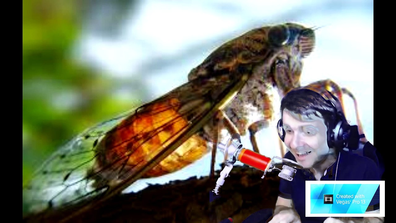 amixem chanson + effet fond vert