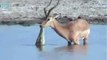 OMG!!! Innocent Deer - Survived-Top Funny Videos-Top Prank Videos-Top Vines Videos-Viral Video-Funny Fails