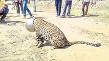 OMG!!! Leopard gets head stuck in metal pot-Top Funny Videos-Top Prank Videos-Top Vines Videos-Viral Video-Funny Fails