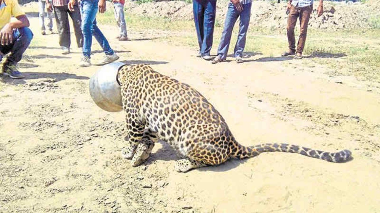 OMG!!! Leopard gets head stuck in metal pot-Top Funny Videos-Top Prank Videos-Top Vines Videos-Viral Video-Funny Fails