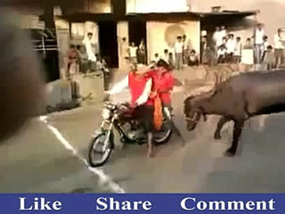 Amazing Buffalo..