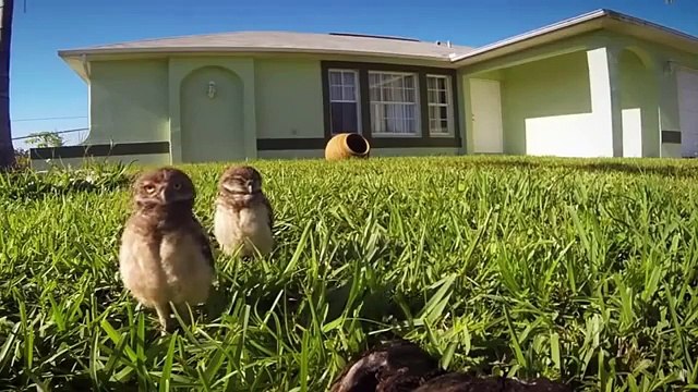 Funny Videos 2016 – Best Funny Jokes 2016 – Best Jokes Ever, Funny Clips Compilation 2016 part 50