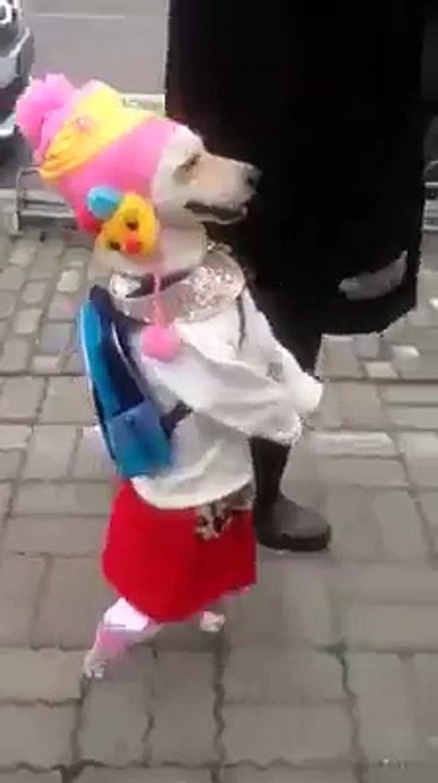 funny dog