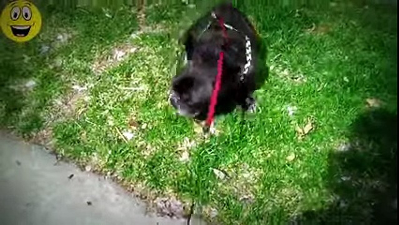 The World's Most Funny Dog Videos