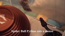 Spider Ball Python Feeding!