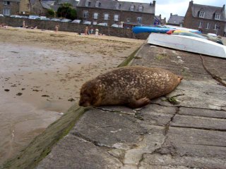 LE PHOQUE DE LA CALE DE MORDREUC - DINAN (BRETAGNE) (VIDEO 2007)