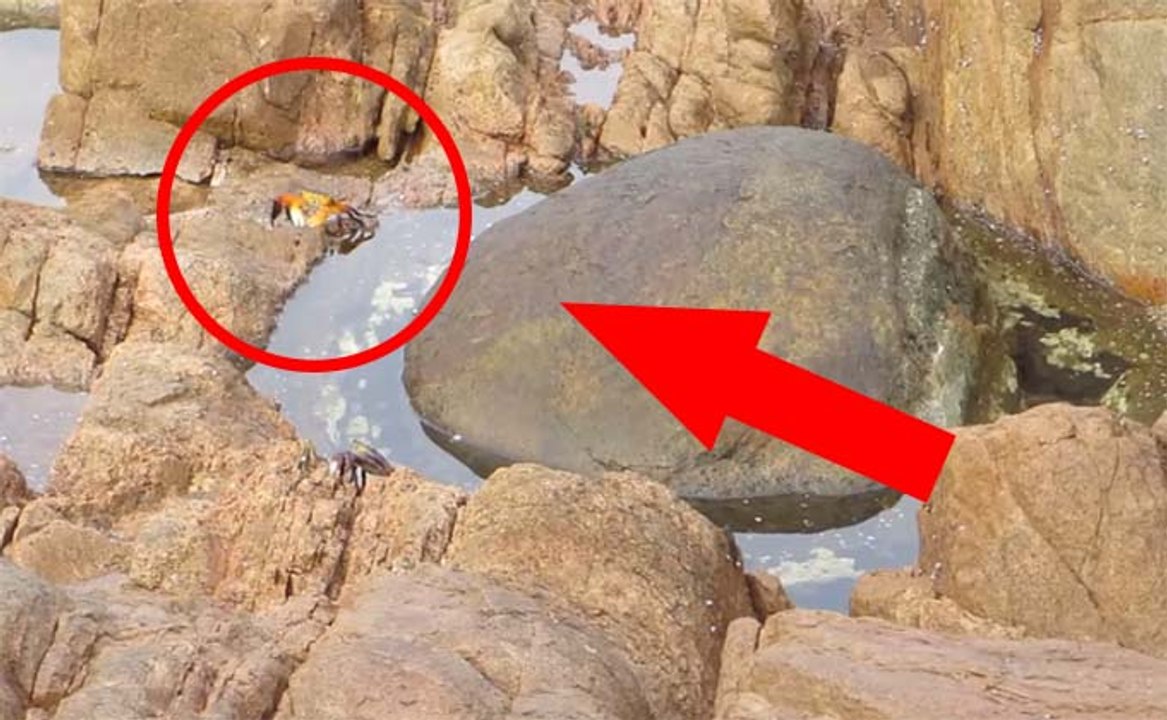 Ela filmava apenas um caranguejo...mas o que acabou por filmar... É aterrorizante!