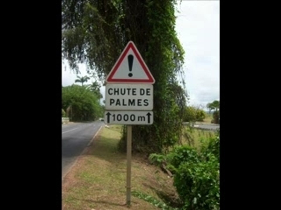 Chute de palme