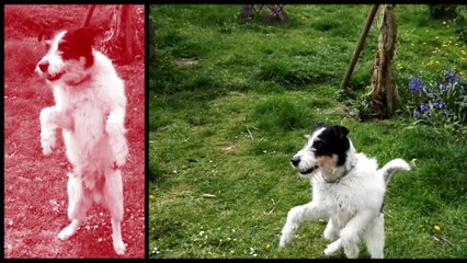 Milou 6 ans Croisé fox terrier