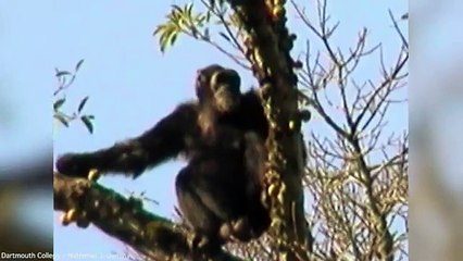 Chimps 'shop' for fruit in the same way as humans