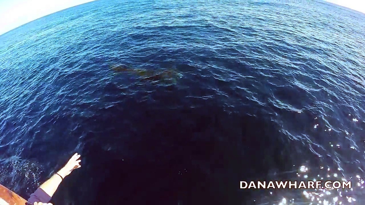 Il plonge dans l'océan avec un couteau pour aider une tortue