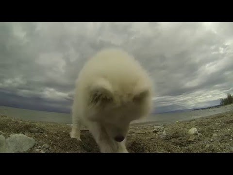 Samoyed Puppy Goes to the Beach for the First Time