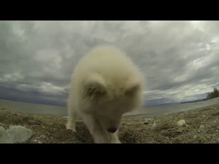 Samoyed Puppy Goes to the Beach for the First Time