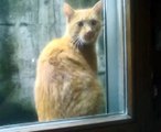Katze vor dem Fenster