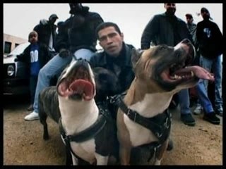 Demon one - votez pour moi