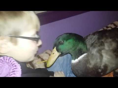 Nibbles the Duck Reads With His Best Friend Jonny