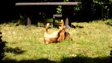 T'chicco le fou fou