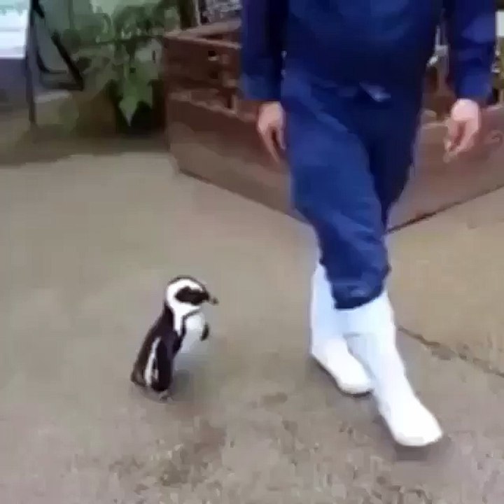 I'm The Penguin