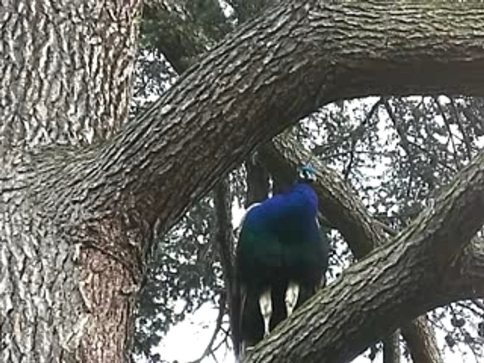 Le Paon et le Cèdre