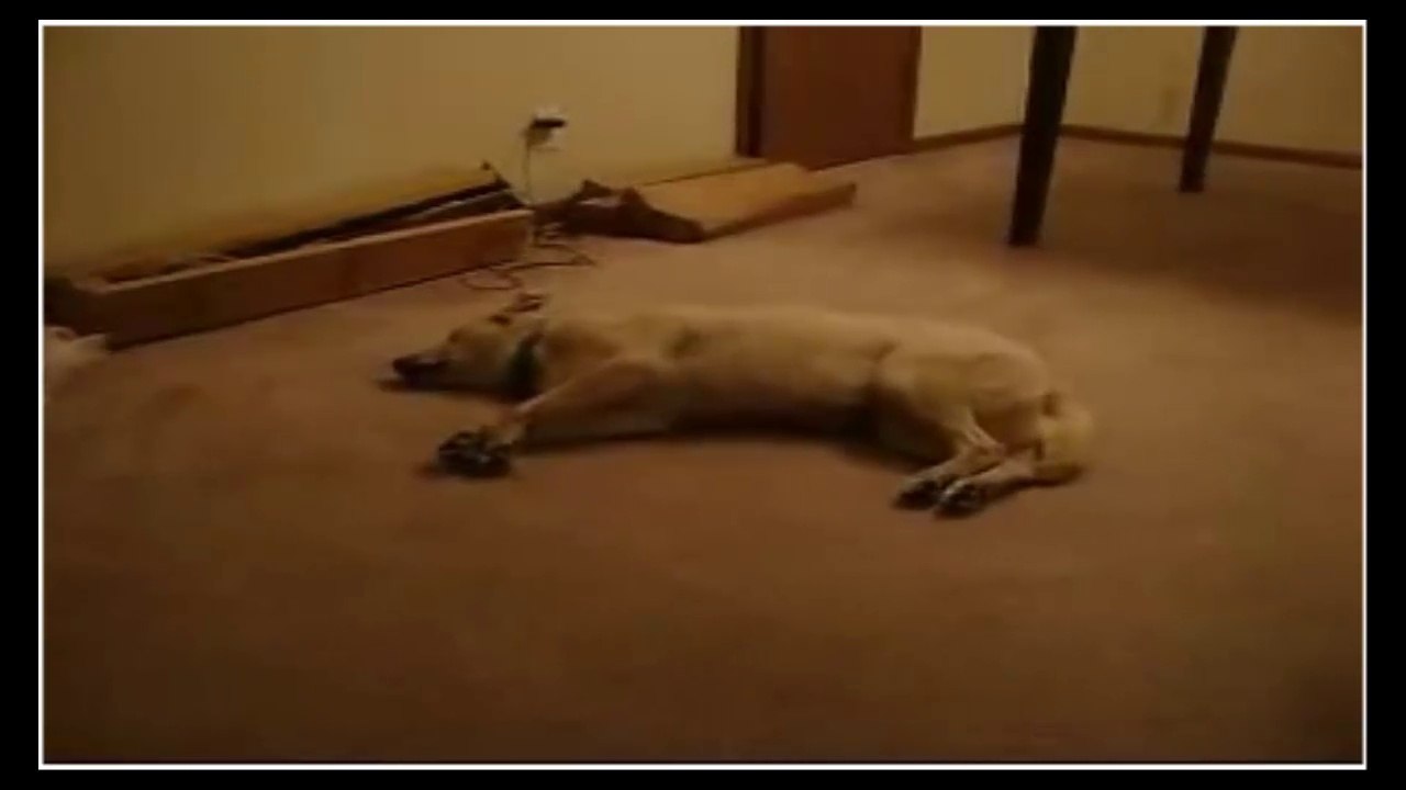 The Sleep Walking Dog