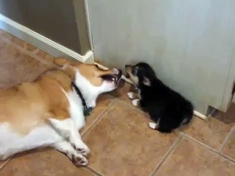 La réaction de ce Corgi lorsqu'un chiot a des gaz est particulièrement hilarante.