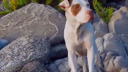 Romantic Pit Bull Red Nose