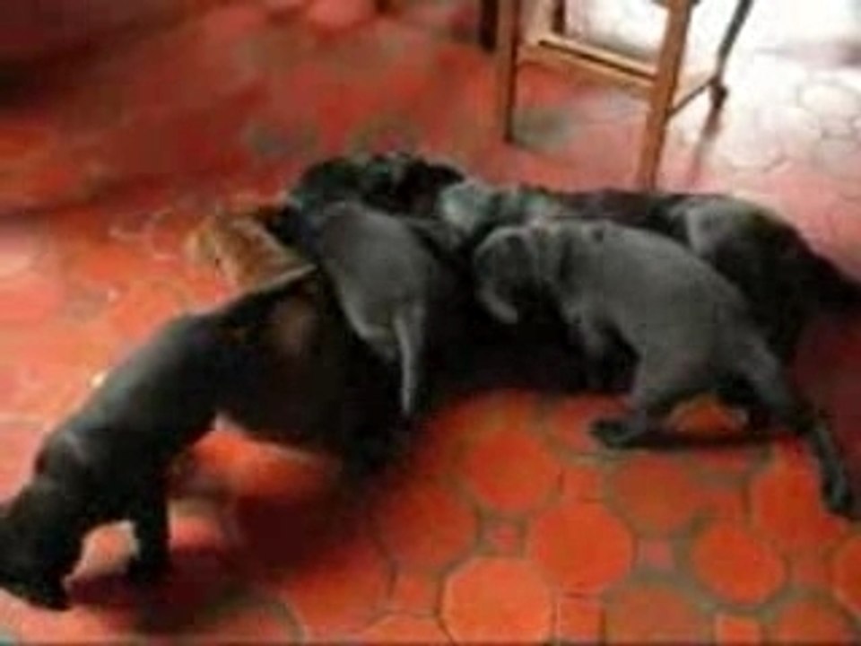 Chiots en pagaille