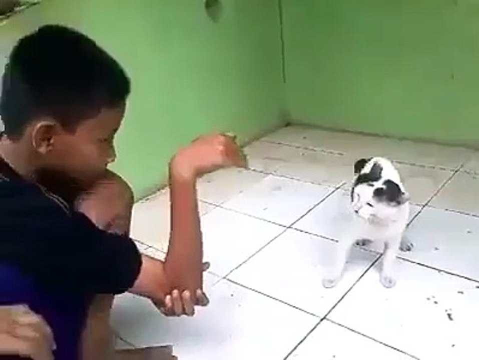 Kucing Berantem Sama Manusia