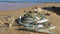 Salmon Flapping Frenzy Ejects Perth Paddle Boarders From Beach