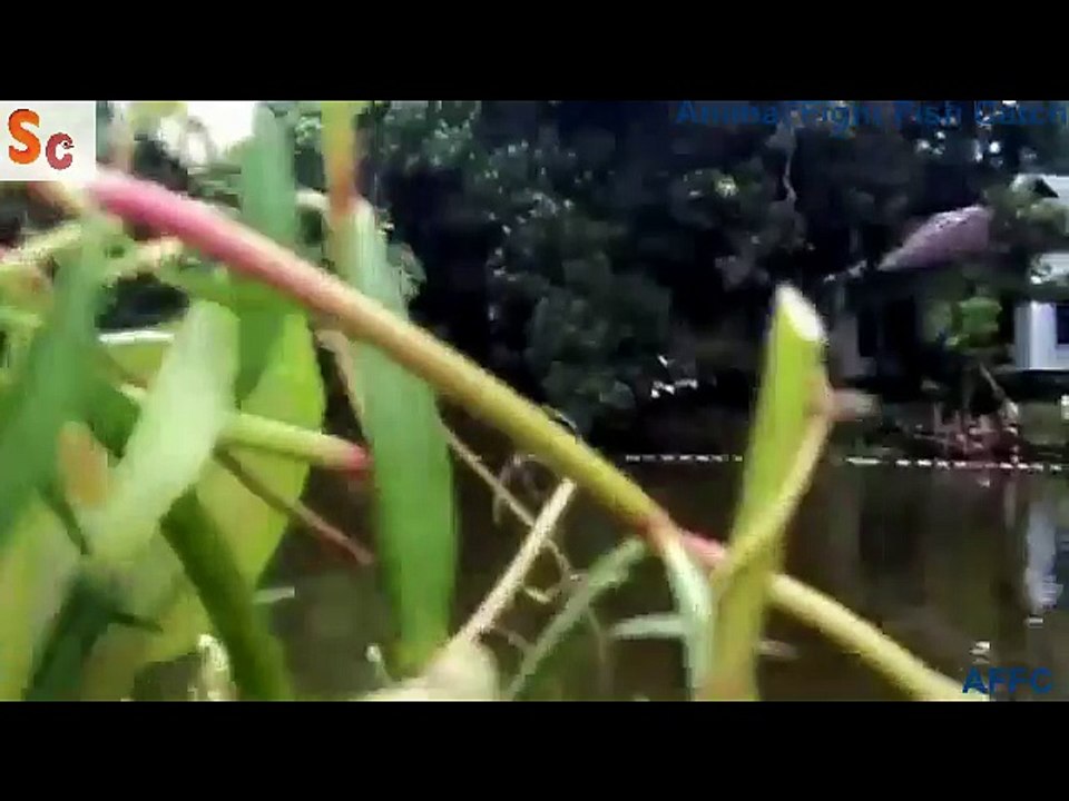 Fish Catch In Pond Episode_4 By AFFC