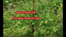a Rising Star     We Have the     The Dawn Redwood Tree