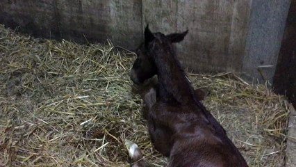 Foal G par Jam Pridem 1'11 et Primavéra 1'15