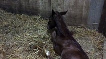 Foal G par Jam Pridem 1'11 et Primavéra 1'15