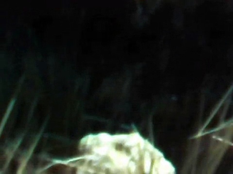 More Flint RiverQuarium vidoes