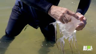 Death Down Under - How to Catch a Box Jellyfish