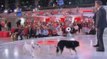 Vivement dimanche : Michel Drucker et Christophe Dechavanne se lâchent totalement à propos de leurs chiens (vidéo)