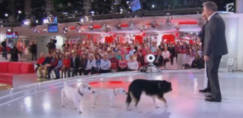 Vivement dimanche : Michel Drucker et Christophe Dechavanne se lâchent totalement à propos de leurs chiens (vidéo)