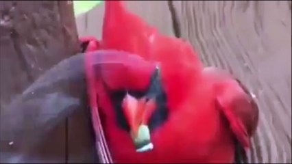 Cette perruche fume un joint et se retrouve complètement stone